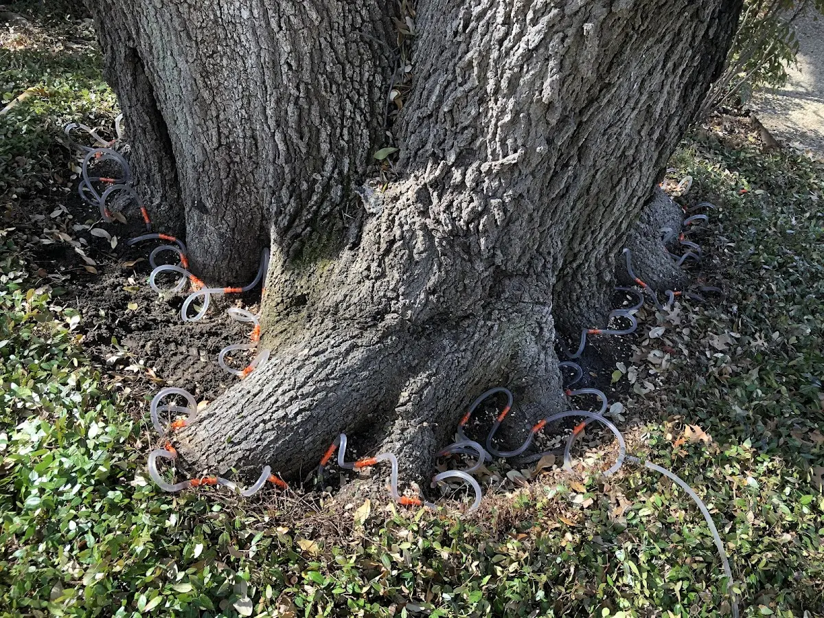 Detailed Tree Cabling and Bracing job site in Manvel