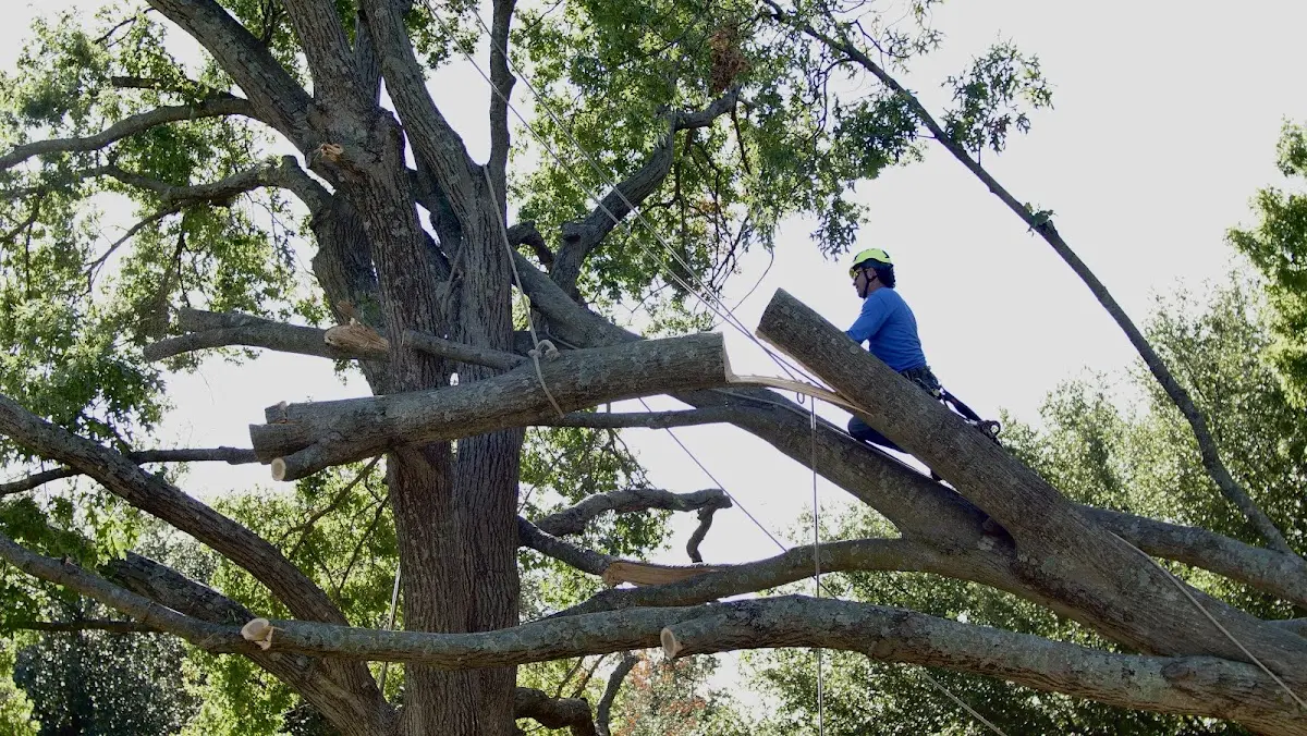 Professional Crown Thinning performed by certified arborists in Manvel